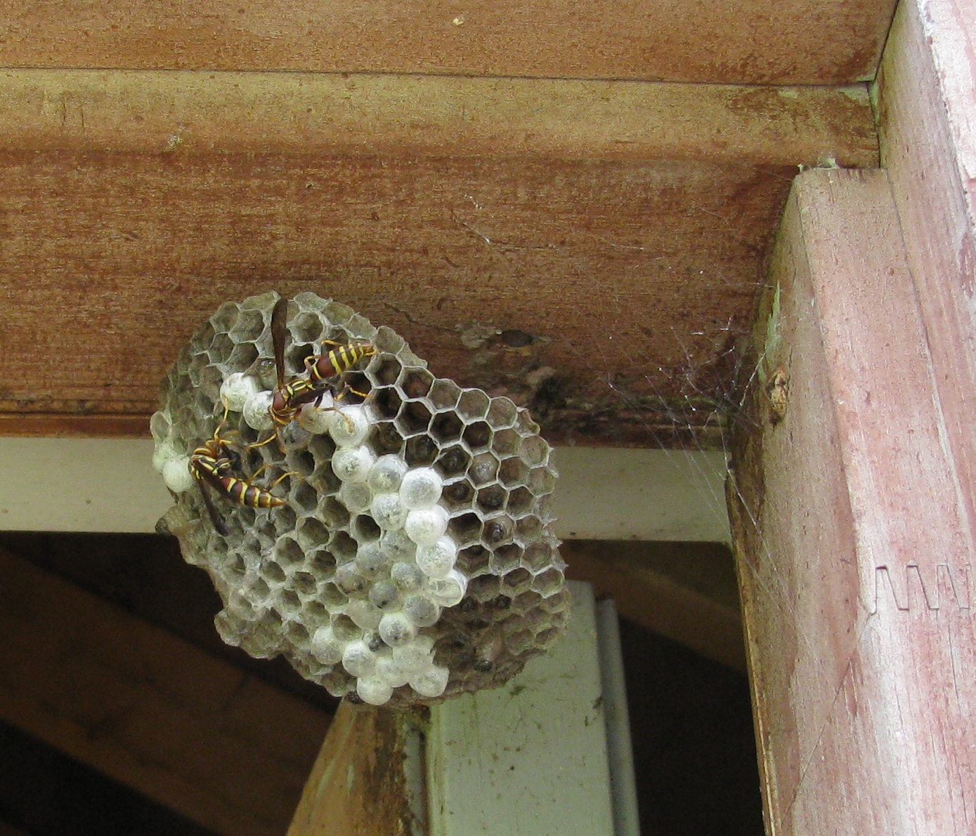 wasp nest