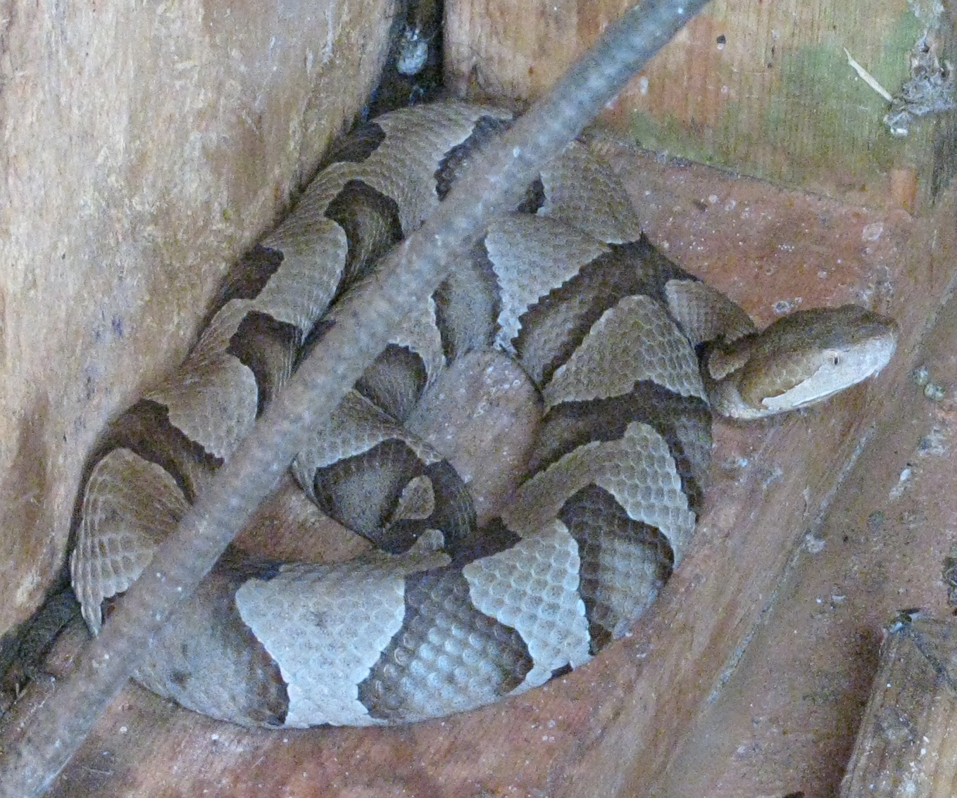 Venomous Northern Copperhead